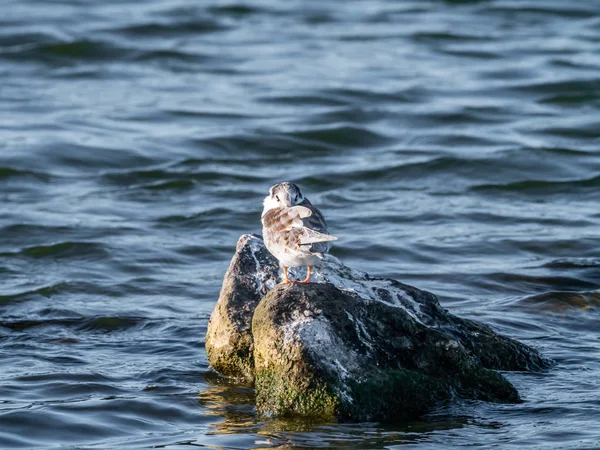 Tern Comum Sterna Hirundo Juvenil Descansando Rocha Água Kreupel Países — Fotografia de Stock