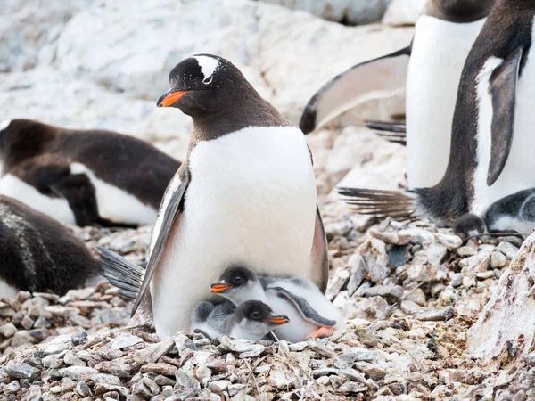 Gentoo Penguin Pygoscelis Papua Mother Two Chicks Rookery Rocks Cuverville Stock Picture