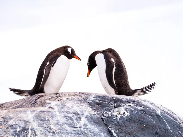 Pair Gentoo Penguins Pygoscelis Papua Standing Side Side Rock Bowing Stock Image