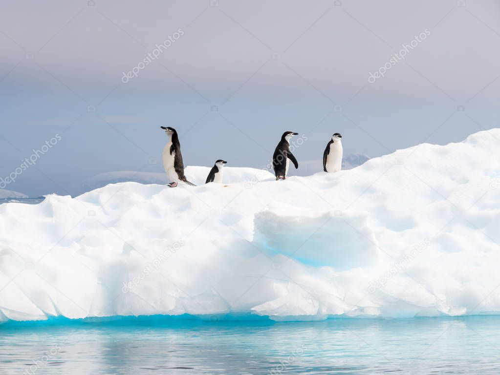 Four chinstrap penguins, Pygoscelis antarcticus, standing on ice floe in Anna Cove, Gerlache Strait, Antarctic Peninsula, Antarctica