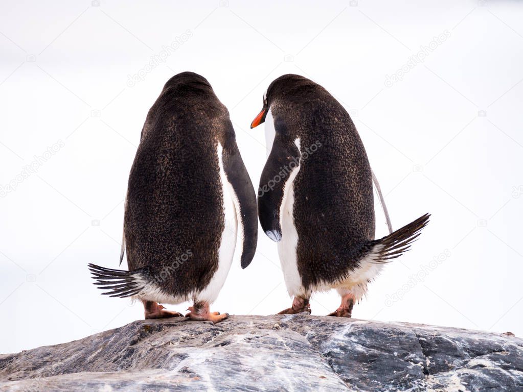 Rear view of pair of Gentoo penguins, Pygoscelis papua, standing on rock, Mikkelsen Harbour, Trinity Island, Antarctic Peninsula, Antarctica