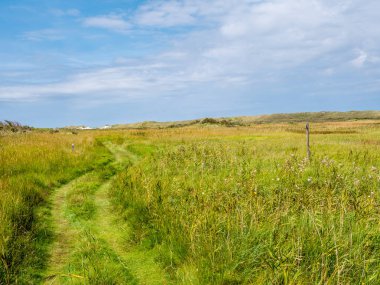 Kumullar ve otların arasında doğa ile bataklık içinde patika Het Oerd Frizce Adası Ameland, Friesland, Hollanda rezerv