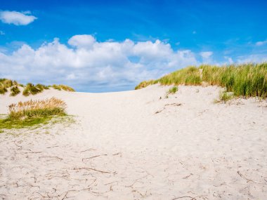 Kumul marram otların arasında doğa ile rezerv Het Oerd Frizce Adası Ameland, Friesland, Hollanda