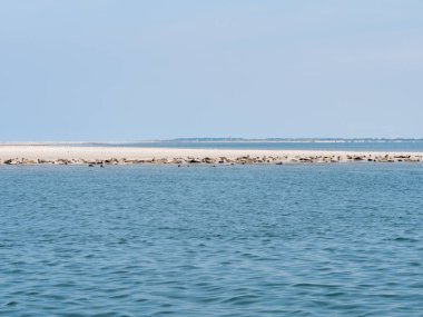 Rif kum banka Frizce Adası Schiermonnikoog arka planda, Wadden Denizi, Hollanda deniz feneri ile dinlenme ortak ve Gri foklar