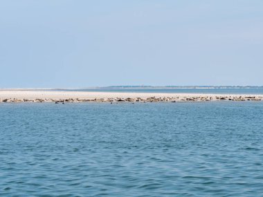 Common and grey seals resting on sand bank of Rif with lighthouse of West Frisian island Schiermonnikoog in background, Wadden Sea, Netherlands clipart