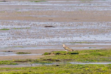 Sulak düşük gelgit Waddensea, Hollanda'nın üzerinde duran bir Kuzey kız kuşu, vanellus vanellus, portresi