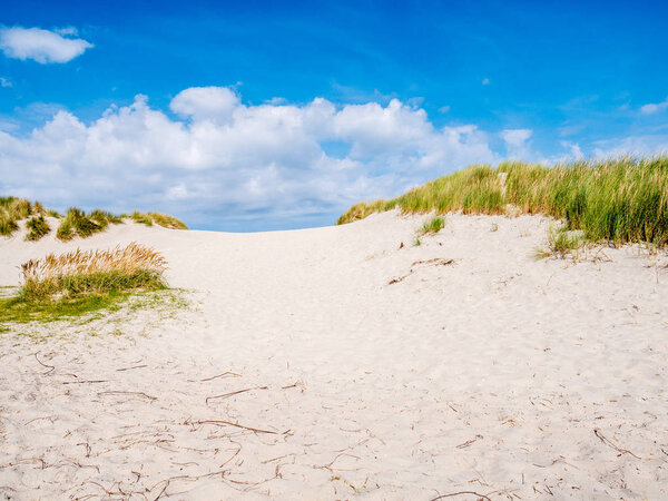 Песчаная дюна с мраморной травой в заповеднике Het Oerd на Западно-Фризском острове Ameland, Фрисландия, Нидерланды
