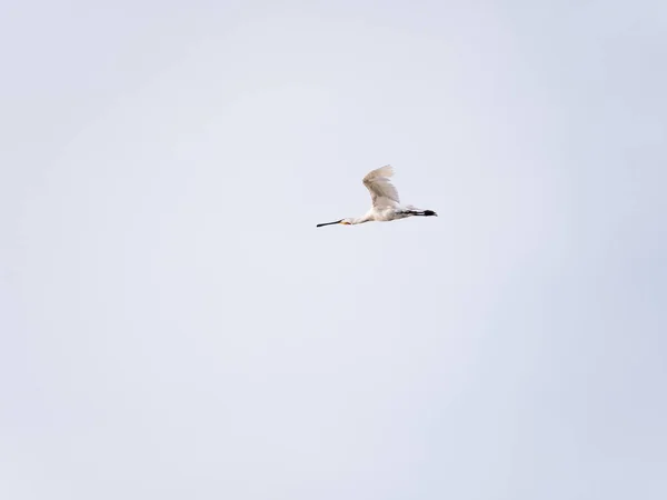 ユーラシアや一般的な白いクロツラヘラサギ 白い空 オランダに対して飛行中の Platalea Leucorodia — ストック写真