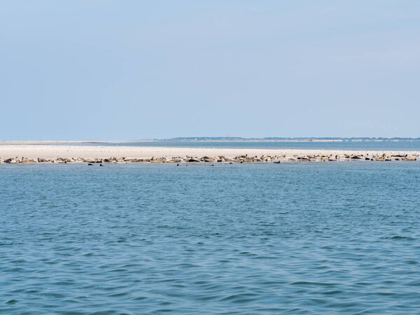 Common and grey seals resting on sand bank of Rif with lighthouse of West Frisian island Schiermonnikoog in background, Wadden Sea, Netherlands