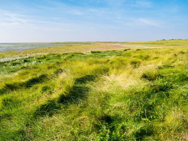 Słonych Bagien Trawy Nadbrzeżnych Natura Rezerwy Zachodzie Fryzji Wyspie Schiermonnikoog — Zdjęcie stockowe