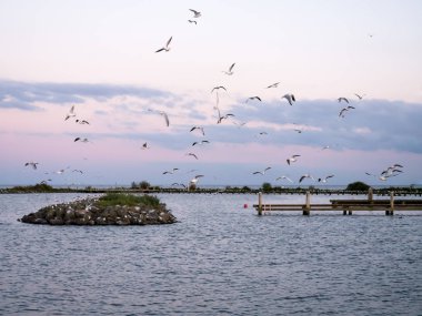 Group of black-headed gulls flying over breakwaters of artificial island De Kreupel in IJsselmeer lake, Noord-Holland, Netherlands