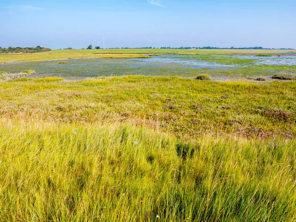Panorama Salt Marshes Tidal Flats Low Tide Wadden Sea West — стокове фото