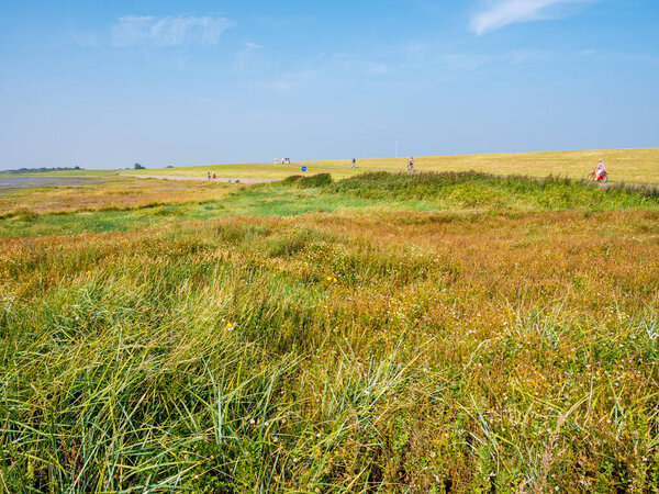 Salt marshes and people riding bicycles on dike of West Frisian island Schiermonnikoog, Netherlands