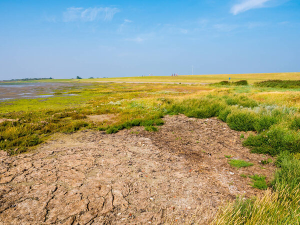Salt marshes at low tide and bicyclists on dike on a sunny day with blue sky on West Frisian island Schiermonnikoog, Netherlands