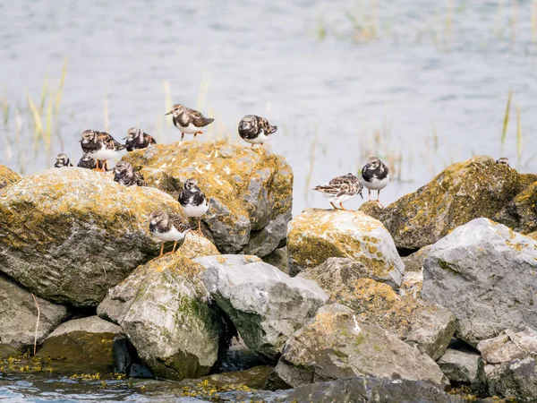 Groupe Tourniquets Verdoyants Arenaria Interprétes Perché Sur Des Rochers Frise — Photo