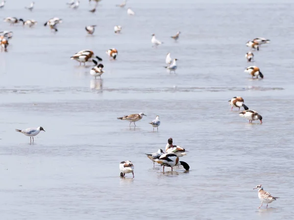Group Common Shelducks Tadorna Tadorna Seagulls Wading Foraging Shallow Water — Stock Photo, Image