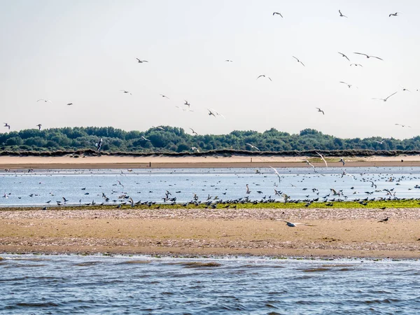 Grupo Charranes Sterna Sandvicensis Reserva Natural Sur Rotterdam Holanda Meridional — Foto de Stock