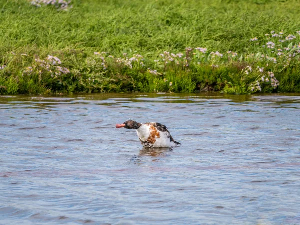 Shelduck Comum Tadorna Tadorna Sacudindo Água Piscina Reserva Natural Texel — Fotografia de Stock