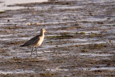Çubuk kuyruklu Godwit, Limosa Lapponica, çamur düzlüğü, Wadden Denizi, Amrum Adası, Kuzey Frizya, Schleswig-Holstein, Almanya