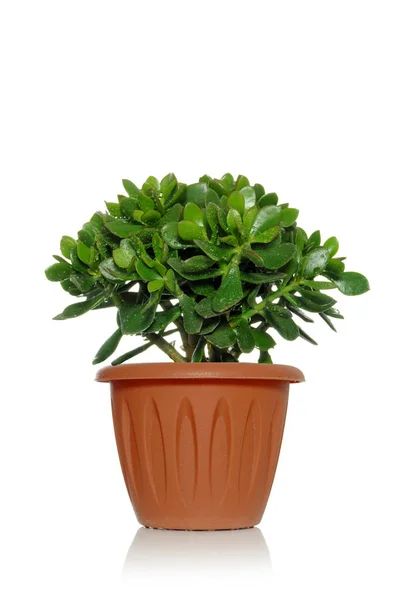 Beyaz bir arka plan Co bir pot içinde Crassula etli yeşil bitki