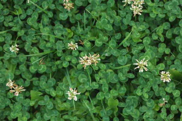 Fundo Verde Com Trevos Três Folhas — Fotografia de Stock