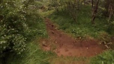 Küçük Kuş Parkı bitkiler ve ağaçlar ile çalıştırmak için 