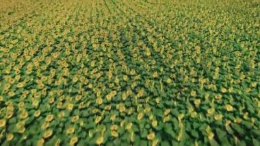 Orta yaz, ayçiçeği çayır