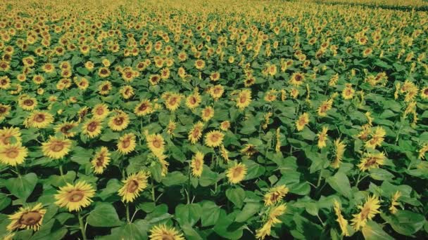 Pré de tournesol au milieu de l'été 