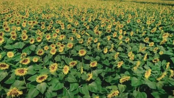 Pré de tournesol au milieu de l'été 
