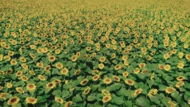 Sunflower meadow at mid summer — Stock Video