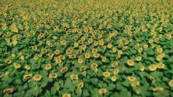 Pradera de girasol a mediados de verano — Vídeo de stock