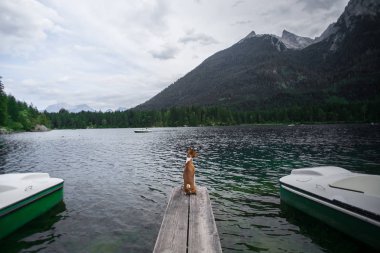 Sevimli köpek dağ gölü iskelede bekler