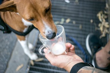Şirin alçaklık köpek kahve süt köpük tamamlandıktan