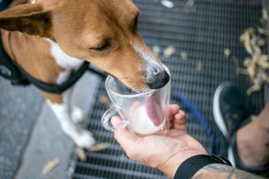 Sevimli köpek yavrusu veya köpek koşum yalıyor süt veya aperatifler fincan içinde sahibi kendi gıda köpek besliyor. Evde beslenen hayvan ve insan çok güzel ilişkisi. Kahve kahve Kupası