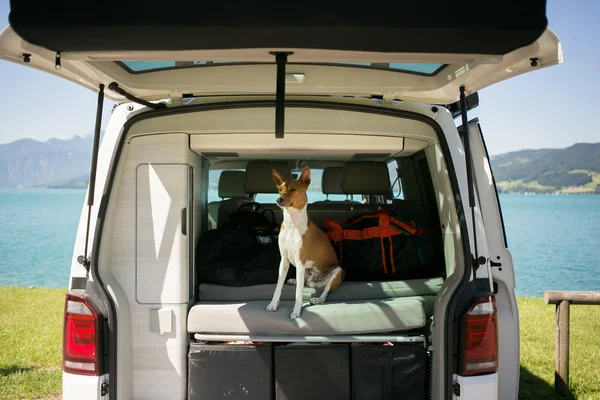 Cão bonito senta-se no tronco de van de acampamento — Fotografia de Stock