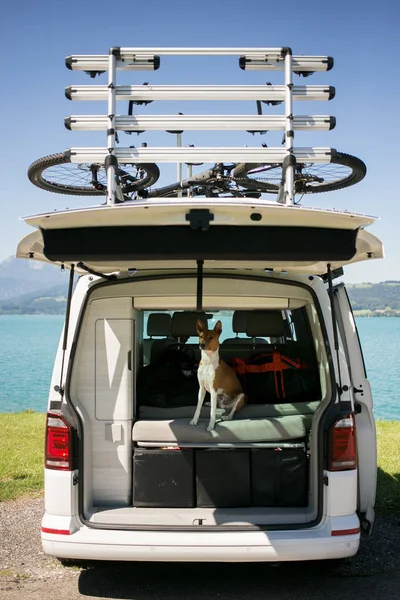 Cão bonito senta-se no tronco de van de acampamento — Fotografia de Stock