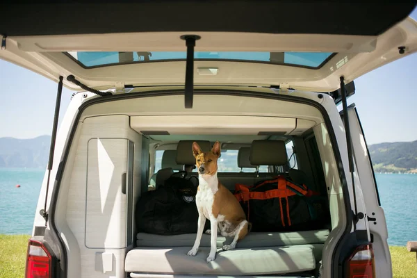 Cão bonito senta-se no tronco de van de acampamento — Fotografia de Stock