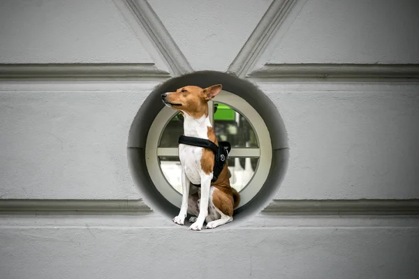 Basenji dog in harness sits in window — Stock Photo, Image