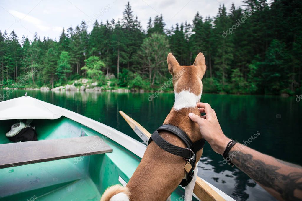 Basenji dog sits on boat at alpine lake