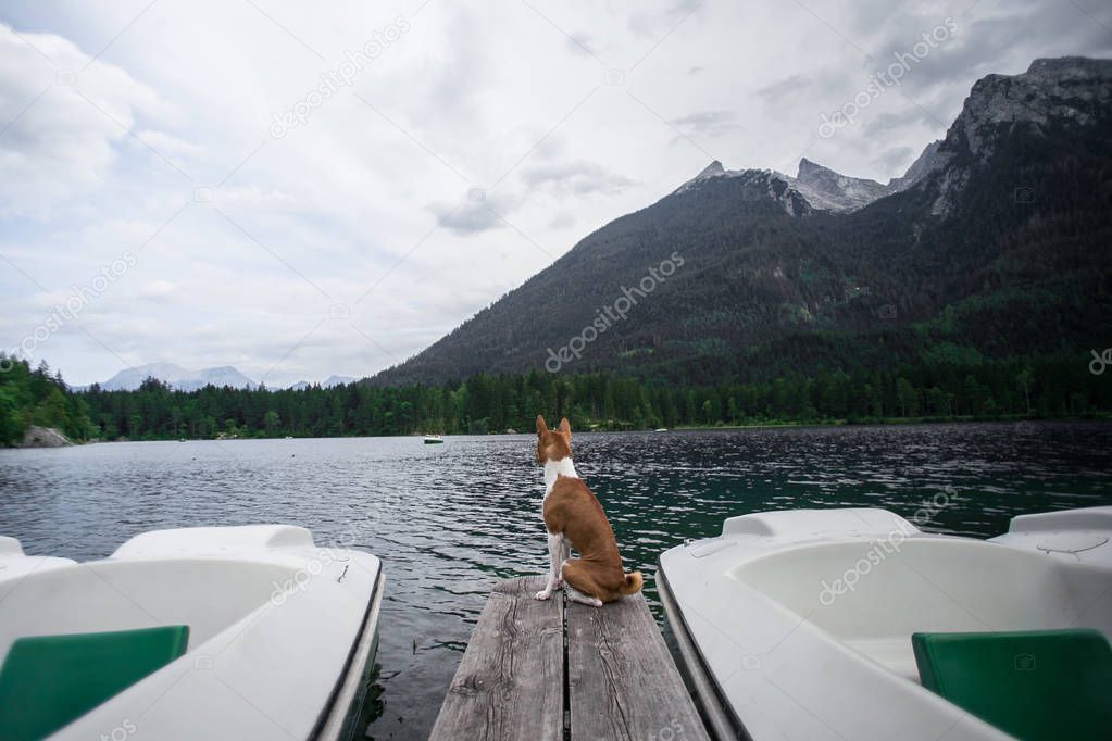 Cute dog waits on pier on alpine lake