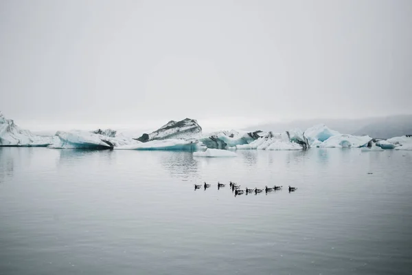 Landscape of glaciers and icebergs float in water — Stock Photo, Image
