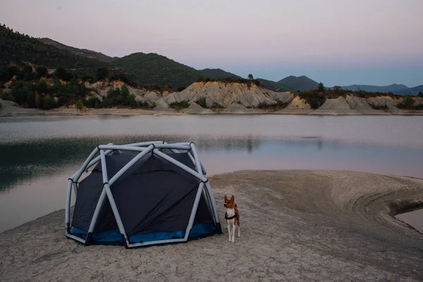 Mignon chien solitaire basenji à côté de la tente sur le coucher du soleil — Photo