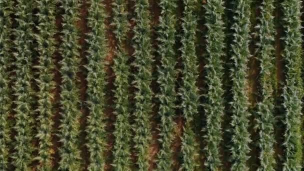 Drone tiro de campos y casas verdes, campo de cultivo — Vídeo de stock