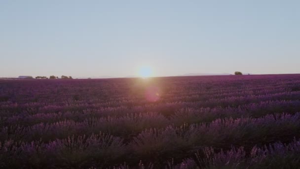 Лавандовые поля на восходе или закате солнца — стоковое видео