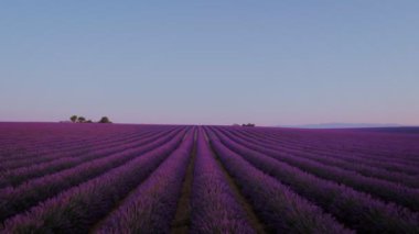 Epik dron kuşlar açısından gündoğumu veya günbatımı lavanta alanları kırsal provence Eyaleti, güzel seyahat turizm ilham verici yolculuk tutkusu anlar için Fransız atış