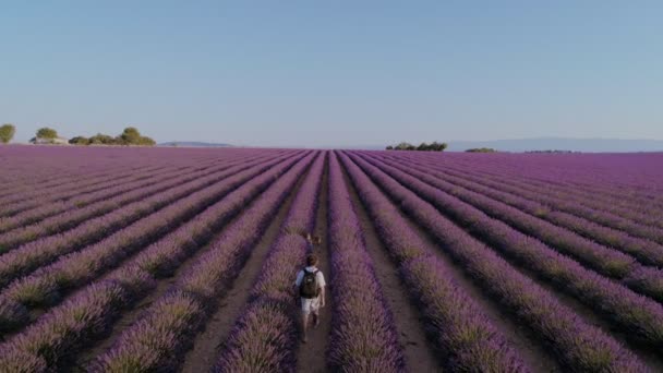 Turista o viajero en campos de lavanda — Vídeo de stock