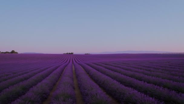 Lavendelfelder bei Sonnenaufgang oder Sonnenuntergang — Stockvideo
