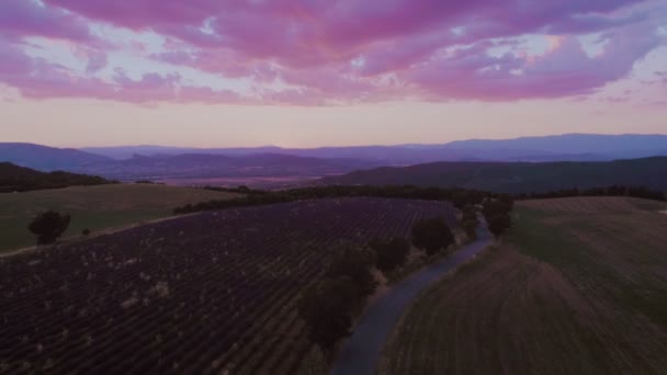 Lavendelfelder bei Sonnenaufgang oder Sonnenuntergang — Stockvideo