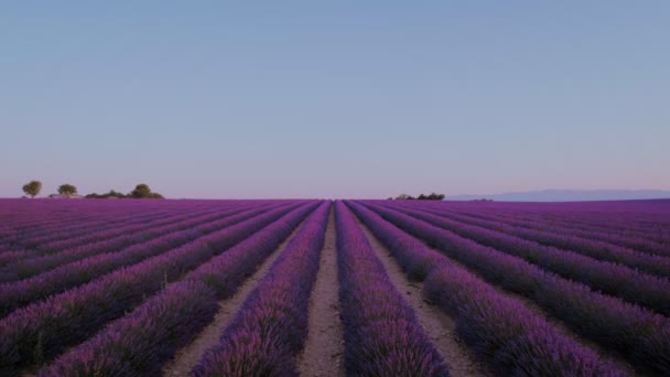 Campos de lavanda al amanecer o al atardecer — Vídeo de stock