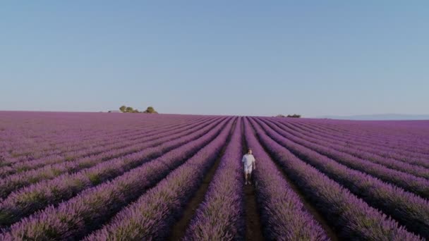 Turista ou viajante em campos de lavanda — Vídeo de Stock